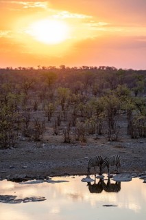 Sunset, steppe zebras (Equus quagga) at Halali waterhole, Etosha National Park, Namibia