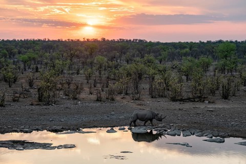 Sunset, black rhinoceros (Diceros bicornis) at Halali waterhole, Etosha National Park, Namibia