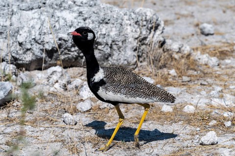 Northern Black Korhaan (Afrotis afraoides), or cackling bustard (Eupodotis afra), male, Etosha