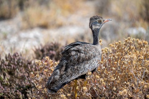 Northern Black Korhaan (Afrotis afraoides), or cackling bustard (Eupodotis afra), female, Etosha