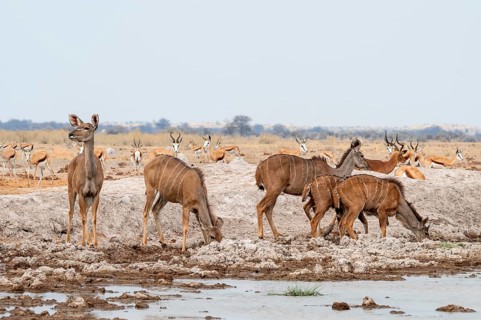 Big Kudu (Tragelaphus strepsiceros), flock drinking at waterhole, Nxai Pan National Park, Botswana