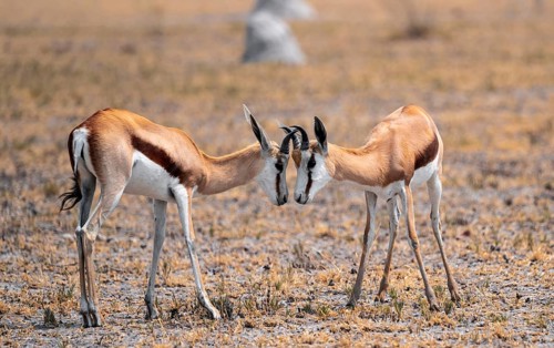 Springboks (Antidorcas marsupialis), Nxai Pan National Park, Botswana