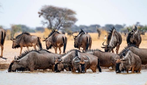 Striped Gnu (Connochaetes taurinus), flock drinking at waterhole, Nxai Pan National Park, Botswana