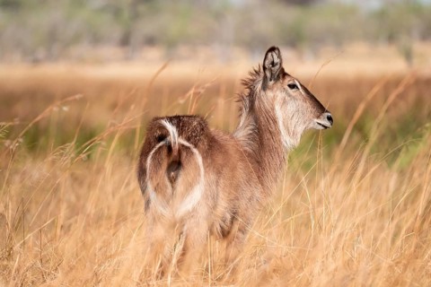 Elliptical waterbuck (Kobus ellipsiprymnus), in tall dry grass, Okavango Delta, Moremi Game