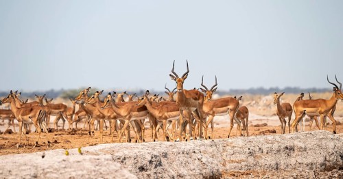 Blackheel impala (Aepyceros melampus), flock with males, Nxai Pan National Park, Botswana