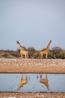 Angola giraffe (Giraffa giraffa angolensis), giraffe at a waterhole, Etosha National Park, Namibia