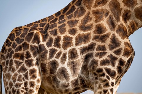 Angola giraffe (Giraffa giraffa angolensis), giraffe at a waterhole, Etosha National Park, Namibia