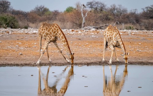Angola giraffe (Giraffa giraffa angolensis), giraffe drinking at a waterhole, Etosha National Park,