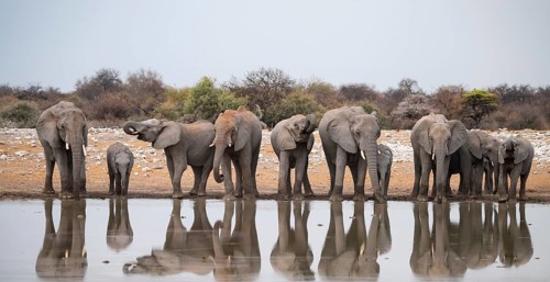 Herd of animals, animal family, African elephant (Loxodonta africana), drinking at a waterhole,