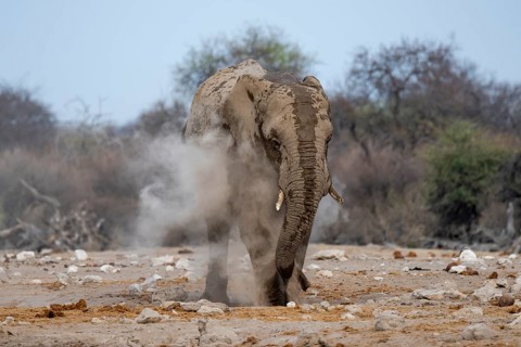 African elephant (Loxodonta africana), taking a mud bath and dusting, Etosha National Park, Namibia