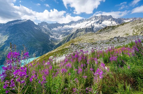 Pink springwort, turquoise-blue mountain lake Göscheneralpsee, picturesque mountain landscape with