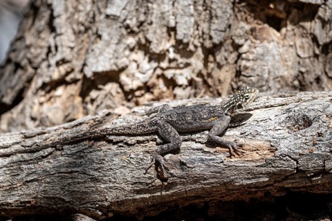 Female Siedleragame (Agama Agama), Epupa, Namibia