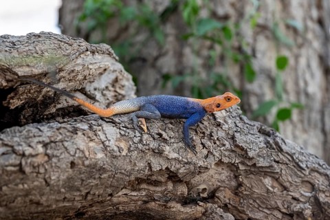 Male red-headed rock Agama (Agama Agama), Epupa, Namibia