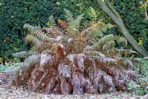 Worm fern (Dryopteris filix-mas), Emsland, Lower Saxony, Germany