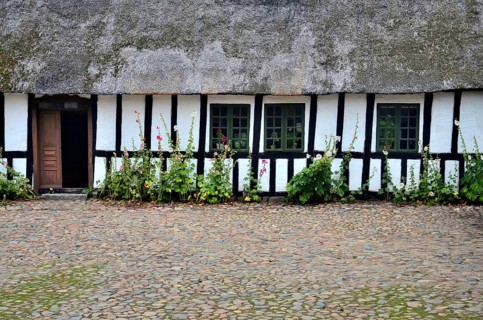 Hollyhocks by a half-timbered house with thatched roof and paved courtyard in Den gamle by, The old