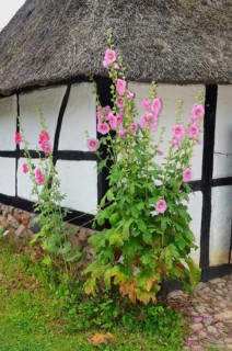 Hollyhocks by a half-timbered house with thatched roof and paved courtyard in Den gamle by, The old