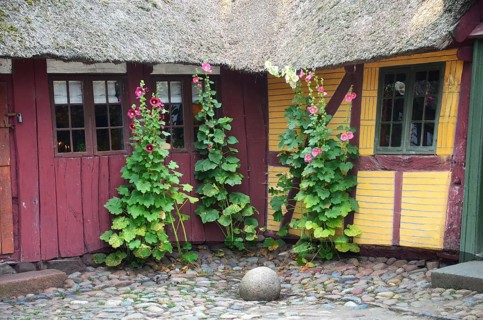 Hollyhocks by the window of a red and yellow half-timbered house with thatched roof and paved