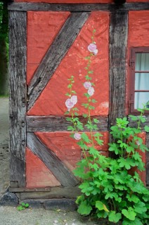 Hollyhocks by the window of a red half-timbered house in Den gamle by, The old Funen village, open