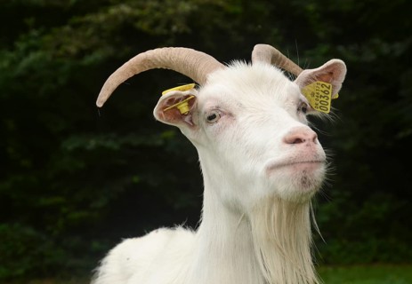 Portrait on a white goat in Den gamle by, The old Funen village, open air museum in Odense, Fyn