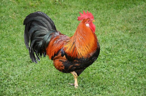 Colorful rooster in Den gamle by, The old Funen village, open air museum in Odense, Fyn island,