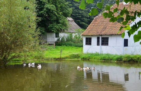 Pond with geese and ducks next to half-timbered house in Den gamle by, The old Funen village, open