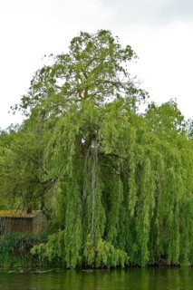 Large pasture on the banks of a calm body of water, lush greenery, Peenetal nature park Park,