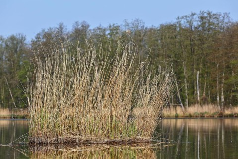 Reeds in a quiet lake with wooded background under clear sky, Peenetal nature park Park,