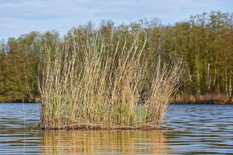 Reeds in the foreground of a lake against a wooded background, Peenetal nature park Park,
