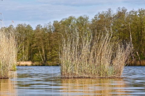 Reeds grow from a quiet lake surrounded by wooded landscape, Peenetal nature park Park,