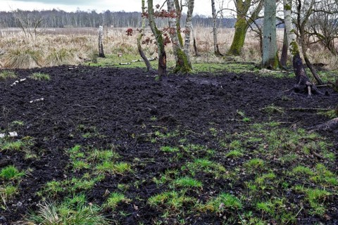 A muddy, grassy area with trees in the background, Peenetal nature park Park, Mecklenburg-Western