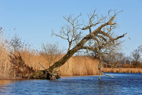 Crooked tree over calm water against blue sky and reeds, Peenetal nature park Park,