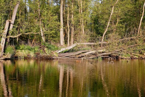 Forest scene with ducks on a body of water surrounded by spring-like greenery, Peenetal nature park