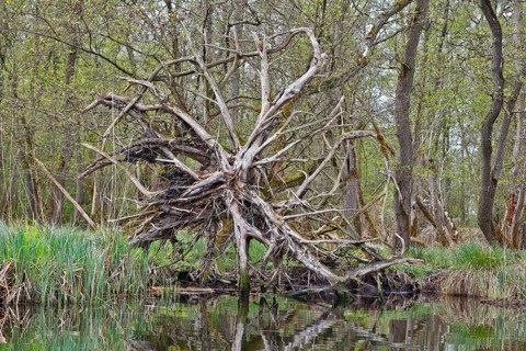 Branched root system of a fallen tree above water, Peenetal nature park Park, Mecklenburg-Western