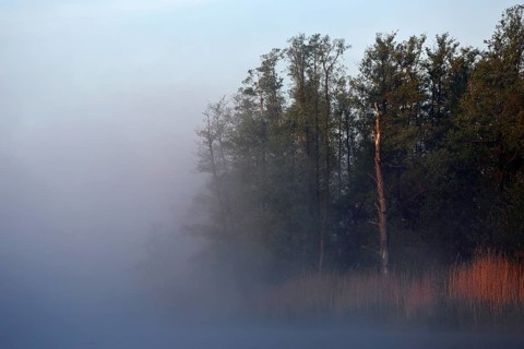 Morning fog sweeps across lakeside trees, Peenetal nature park Park, Mecklenburg-Western Pomerania,