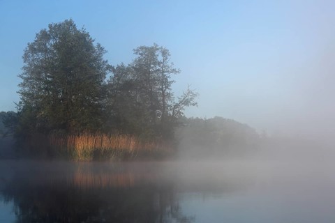Fog envelops lakeside trees during dawn, Peenetal nature park Park, Mecklenburg-Western Pomerania,