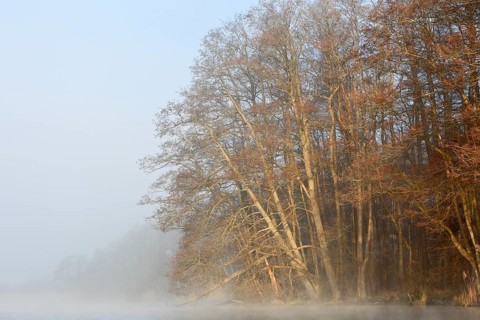Fog surrounds a row of trees on the shore of a lake early in the morning, Peenetal nature park