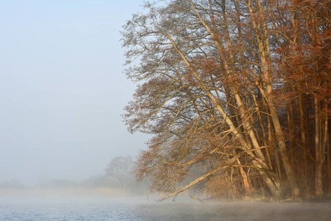 Sloping trees on a foggy lake create a relaxed atmosphere, Peenetal nature park Park,