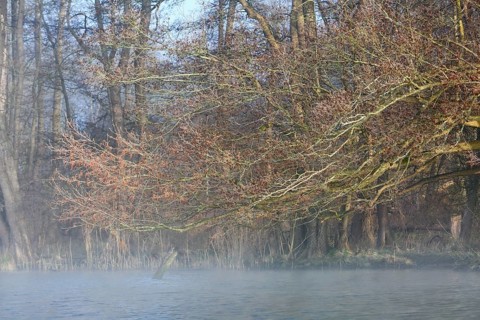 Branched trees with fog in the background, which give the picture a peaceful atmosphere, Peenetal