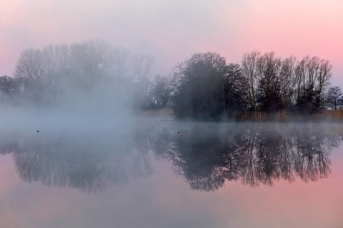 Nocturnal fog over a lake with trees appearing in pink evening light, Peenetal nature park Park,