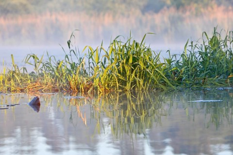 Morning fog makes reeds look mysterious on quiet banks, Peenetal nature park Park,