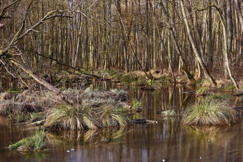Swampy forest area with thick grass and quiet waterholes, Peenetal nature park Park,