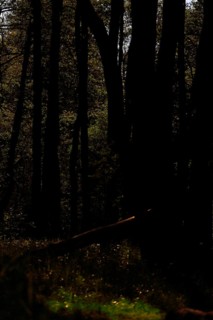 Gloomy forest scene with deep shadows and occasional light, Peenetal nature park Park,