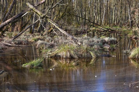 Swampy forest soil with moss and grasses crossed by calm water, Peenetal nature park Park,