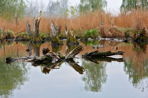 Quiet pond with tree trunks lying in water and surrounding reeds, Peenetal nature park Park,