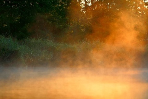 Mystical fog at sunrise on the banks of a forest, Peenetal nature park Park, Mecklenburg-Western