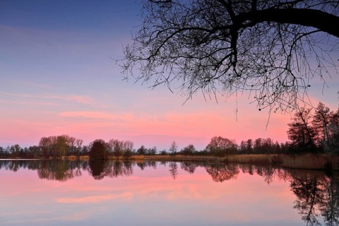 Peaceful evening mood with pink sky and lakeside tree, Peenetal nature park Park,
