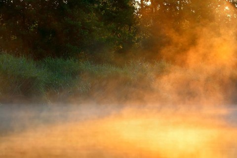Gentle fog darkens the landscape at sunrise on the edge of the forest, Peenetal nature park Park,