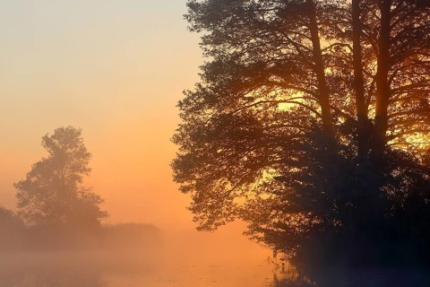 Large trees in fog at sunset on the water shore, Peenetal nature park Park, Mecklenburg-Western