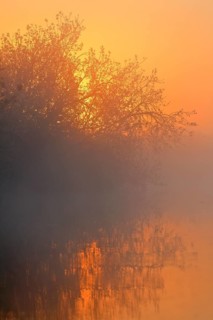 Sunset light in fog on the river, warm and quiet, Peenetal nature park Park, Mecklenburg-Western