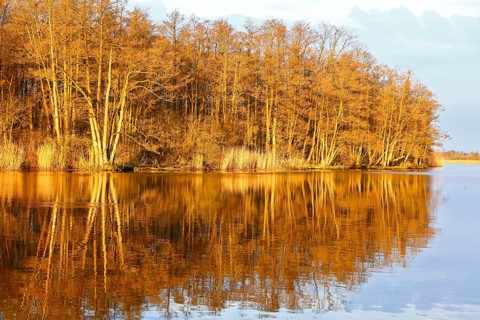 The golden glow of sunset illuminates trees on the riverbank, Peenetal nature park Park,
